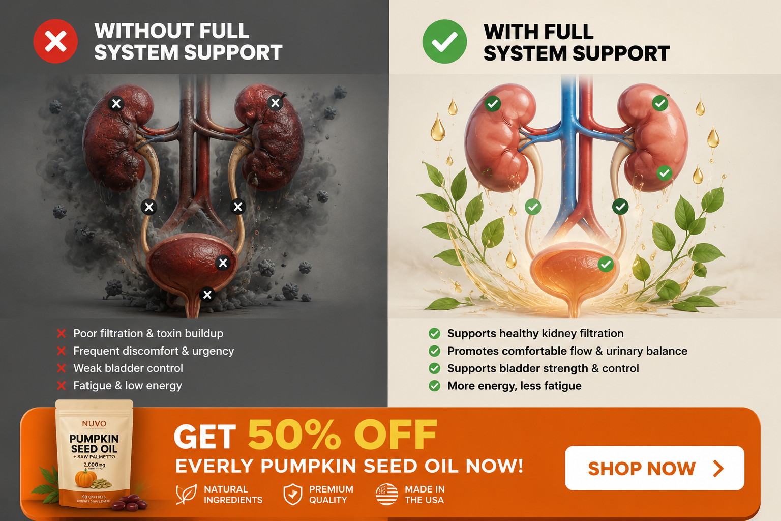 Urinary system educational illustration